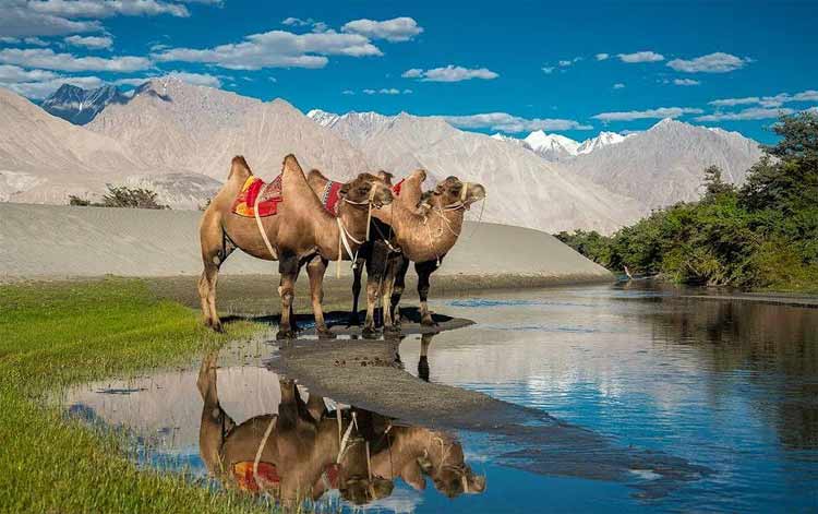 Camel Safari in Ladakh