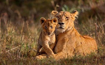 Joy My Trip Wildlife holiday packages